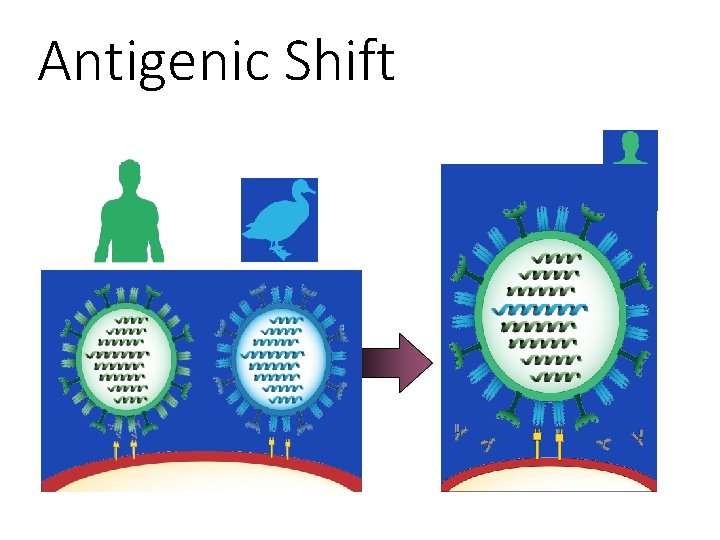 Antigenic Shift 