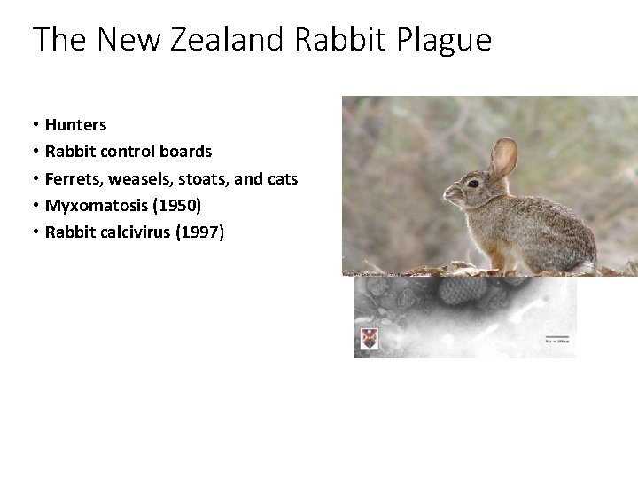 The New Zealand Rabbit Plague • Hunters • Rabbit control boards • Ferrets, weasels,