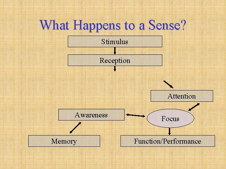 What Happens to a Sense? Stimulus Reception Attention Awareness Memory Focus Function/Performance 