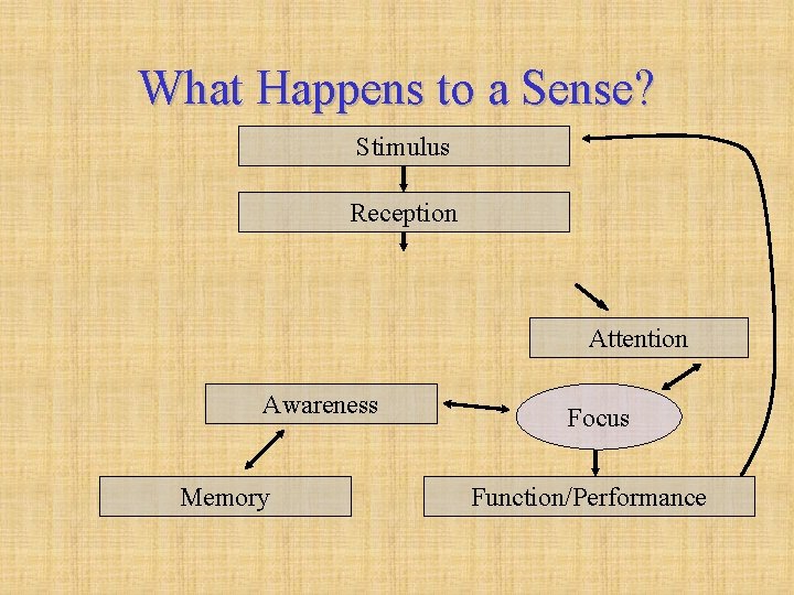 What Happens to a Sense? Stimulus Reception Attention Awareness Memory Focus Function/Performance 