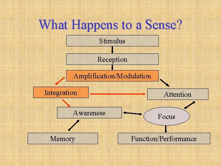 What Happens to a Sense? Stimulus Reception Amplification/Modulation Integration Awareness Memory Attention Focus Function/Performance