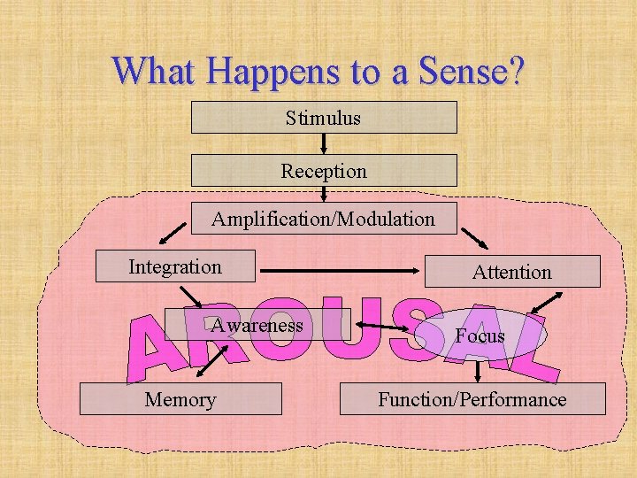 What Happens to a Sense? Stimulus Reception Amplification/Modulation Integration Awareness Memory Attention Focus Function/Performance