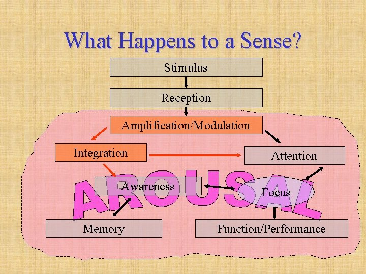 What Happens to a Sense? Stimulus Reception Amplification/Modulation Integration Awareness Memory Attention Focus Function/Performance