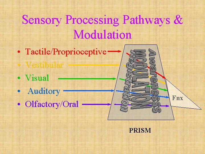 Sensory Processing Pathways & Modulation • • • Tactile/Proprioceptive Vestibular Visual Auditory Olfactory/Oral Fnx