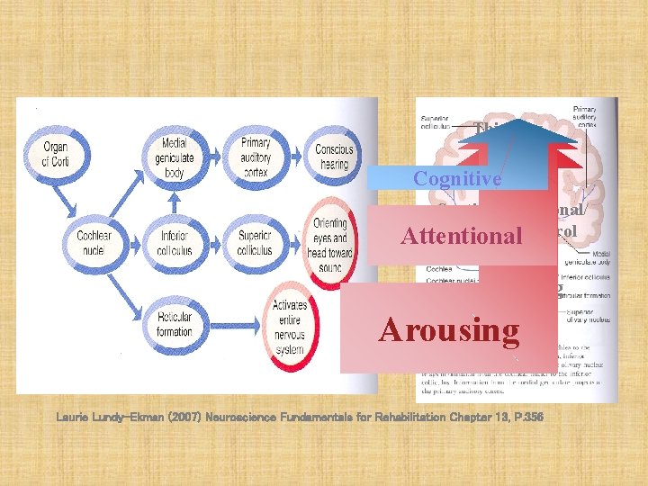 Thinking Patterning Cognitive Spatial/Attentional/ Postural Control Attentional Systems Arousing Laurie Lundy-Ekman (2007) Neuroscience Fundamentals