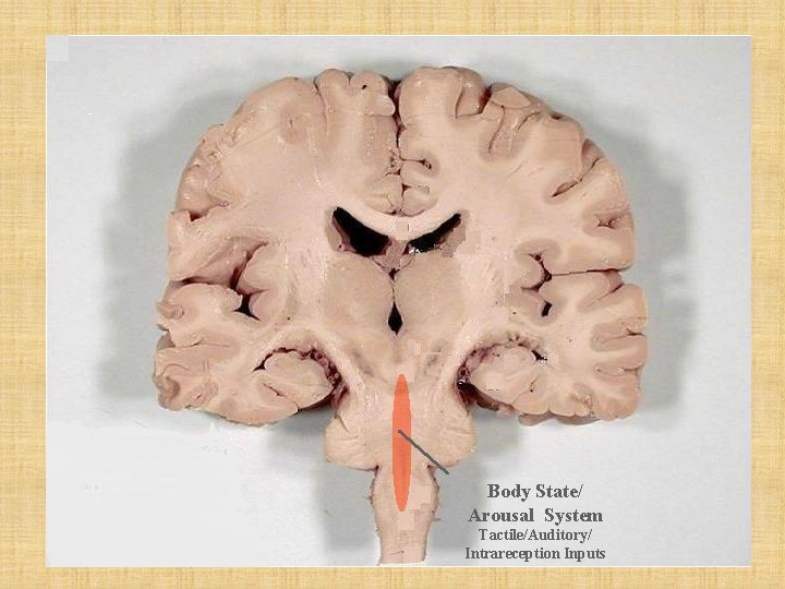 Body State/ Arousal System Tactile/Auditory/ Intrareception Inputs 