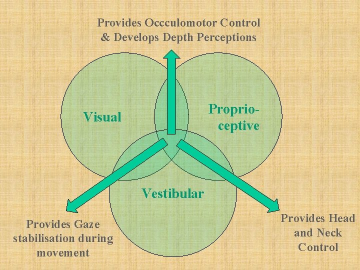 Provides Occculomotor Control & Develops Depth Perceptions Proprioceptive Visual Vestibular Provides Gaze stabilisation during