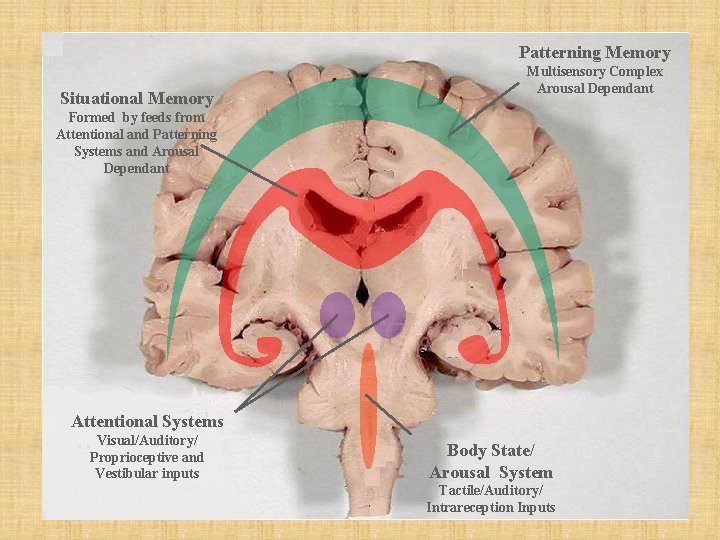 Patterning Memory Situational Memory Multisensory Complex Arousal Dependant Formed by feeds from Attentional and