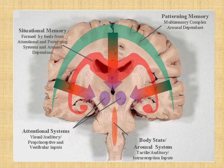 Patterning Memory Situational Memory Multisensory Complex Arousal Dependant Formed by feeds from Attentional and