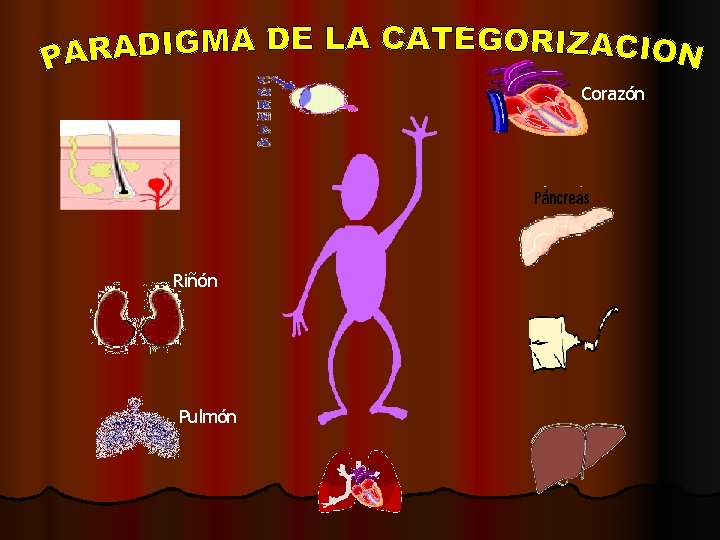 Corazón Riñón Pulmón 