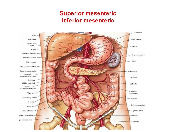 Superior mesenteric Inferior mesenteric 