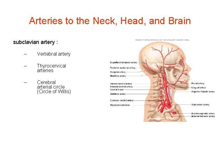 Arteries to the Neck, Head, and Brain subclavian artery : – Vertebral artery –
