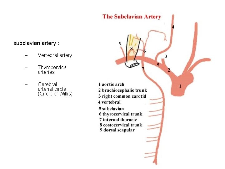 subclavian artery : – Vertebral artery – Thyrocervical arteries – Cerebral arterial circle (Circle