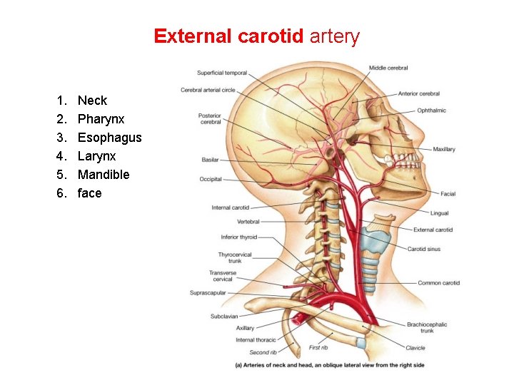 External carotid artery 1. 2. 3. 4. 5. 6. Neck Pharynx Esophagus Larynx Mandible