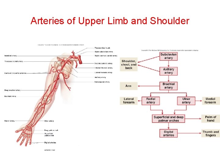 Arteries of Upper Limb and Shoulder 