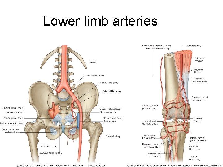 Lower limb arteries 
