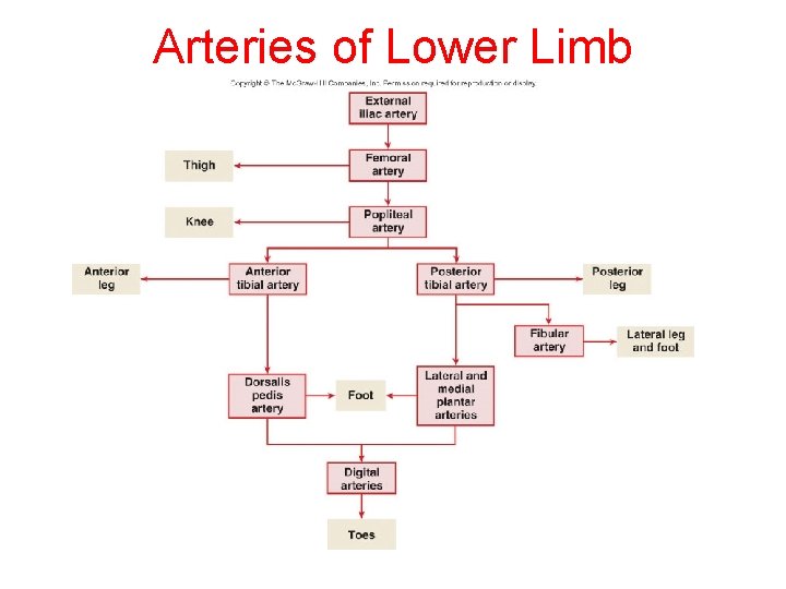 Arteries of Lower Limb 