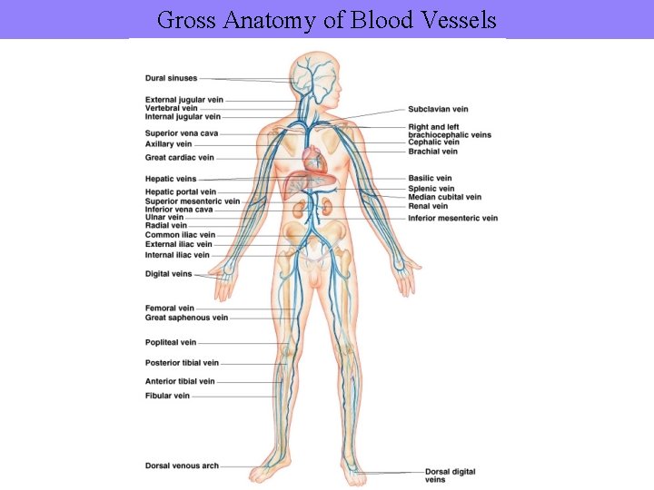 Gross Anatomy of Blood Vessels 