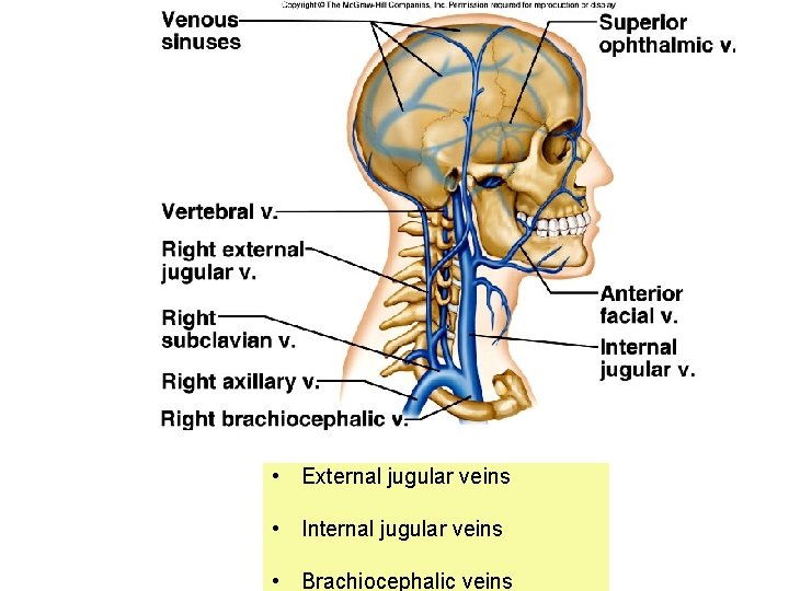  • External jugular veins • Internal jugular veins • Brachiocephalic veins 