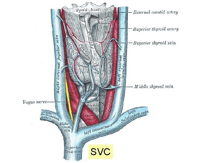 SVC 