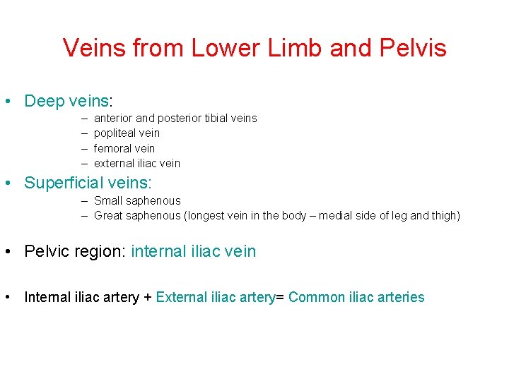 Veins from Lower Limb and Pelvis • Deep veins: – – anterior and posterior