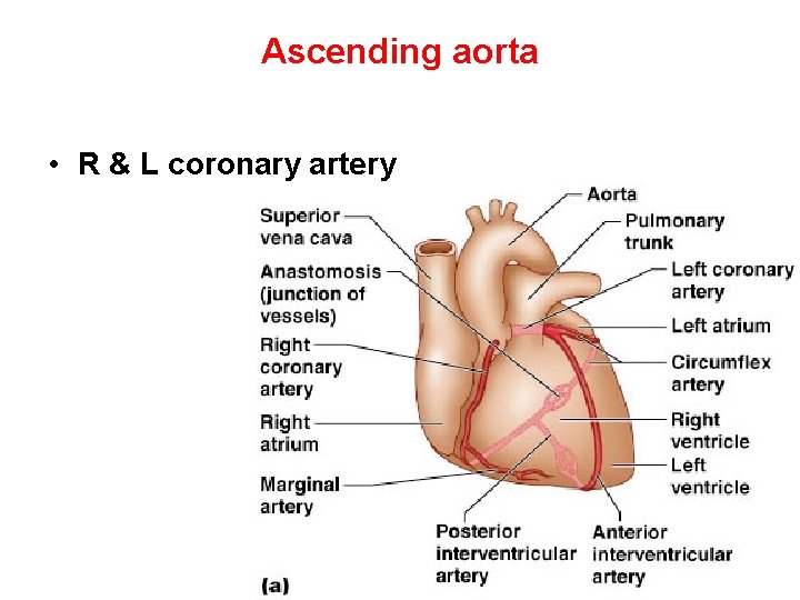 Ascending aorta • R & L coronary artery 