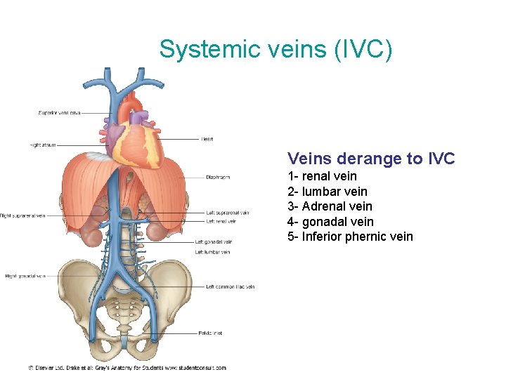 Systemic veins (IVC) Veins derange to IVC 1 - renal vein 2 - lumbar