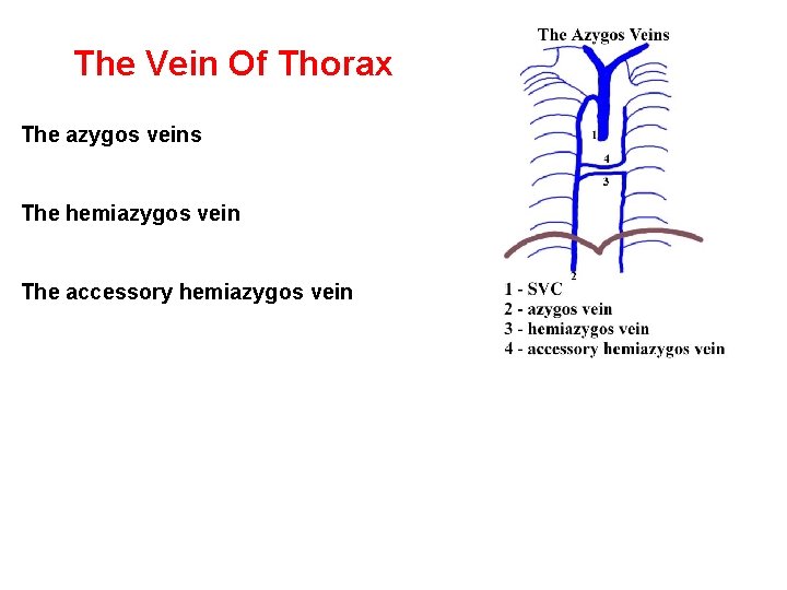 The Vein Of Thorax The azygos veins The hemiazygos vein The accessory hemiazygos vein