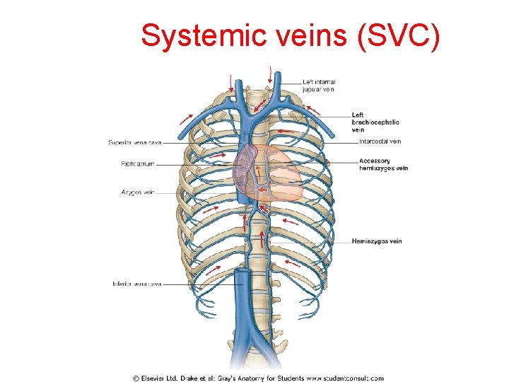 Systemic veins (SVC) 