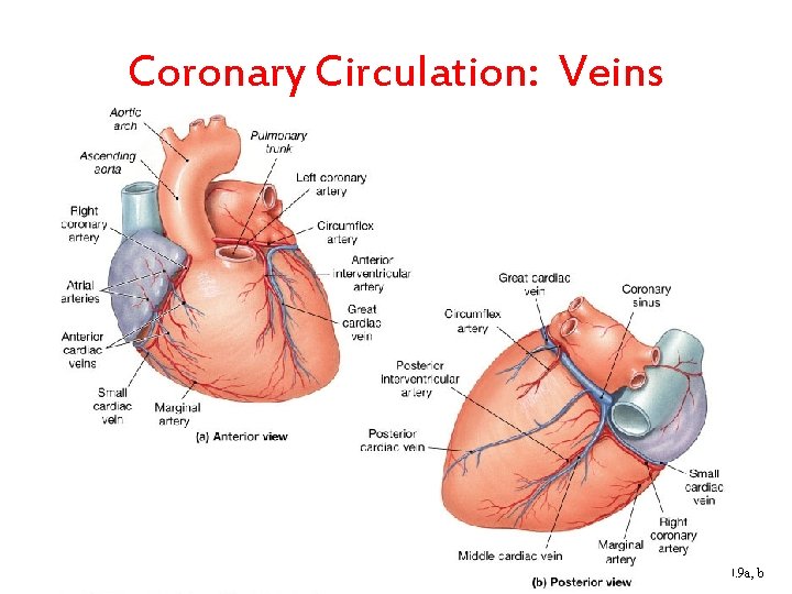 Coronary Circulation: Veins Figure 20. 9 a, b 