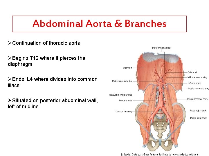 Abdominal Aorta & Branches ØContinuation of thoracic aorta ØBegins T 12 where it pierces