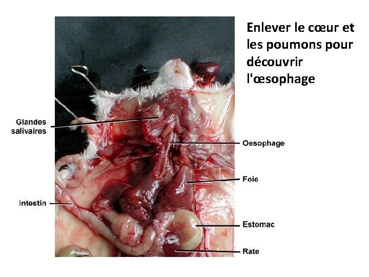 Enlever le cœur et les poumons pour découvrir l'œsophage 