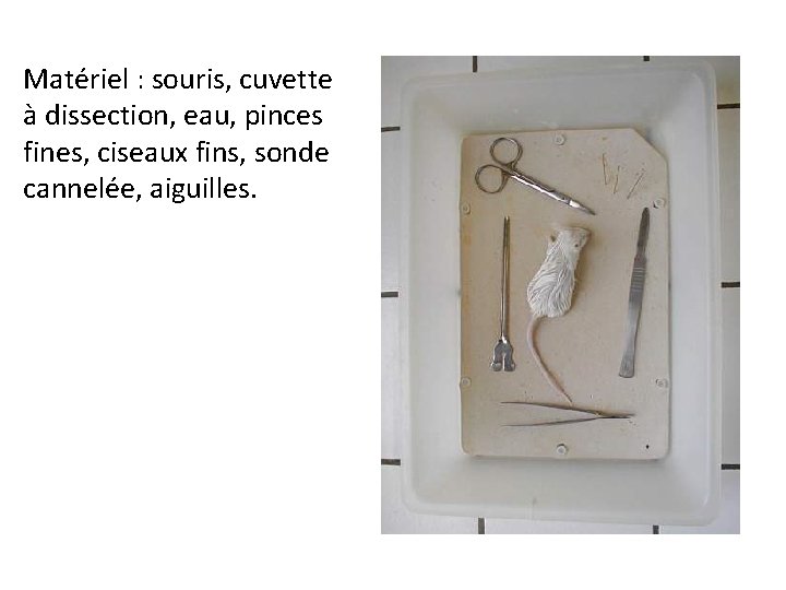 Matériel : souris, cuvette à dissection, eau, pinces fines, ciseaux fins, sonde cannelée, aiguilles.