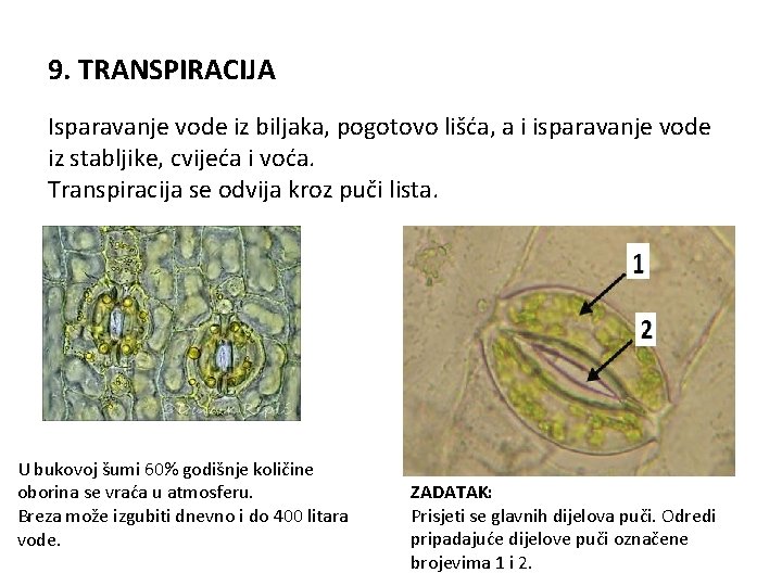 9. TRANSPIRACIJA Isparavanje vode iz biljaka, pogotovo lišća, a i isparavanje vode iz stabljike,