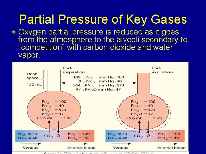 Partial Pressure of Key Gases Oxygen partial pressure is reduced as it goes from Partial Pressure of Key Gases Oxygen partial pressure is reduced as it goes from