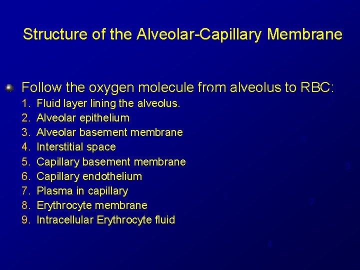 Structure of the Alveolar-Capillary Membrane 5 Follow the oxygen molecule from alveolus to RBC: Structure of the Alveolar-Capillary Membrane 5 Follow the oxygen molecule from alveolus to RBC: