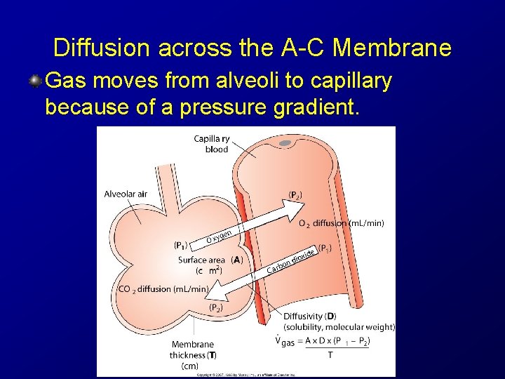 Diffusion across the A-C Membrane Gas moves from alveoli to capillary because of a Diffusion across the A-C Membrane Gas moves from alveoli to capillary because of a