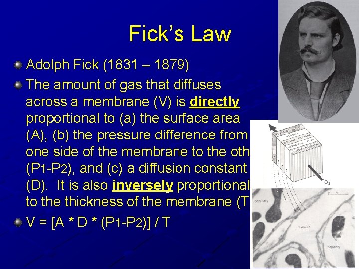 Fick’s Law Adolph Fick (1831 – 1879) The amount of gas that diffuses across Fick’s Law Adolph Fick (1831 – 1879) The amount of gas that diffuses across