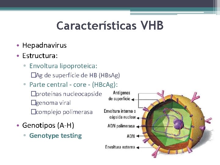 Características VHB • Hepadnavirus • Estructura: ▫ Envoltura lipoproteica: �Ag de superfície de HB
