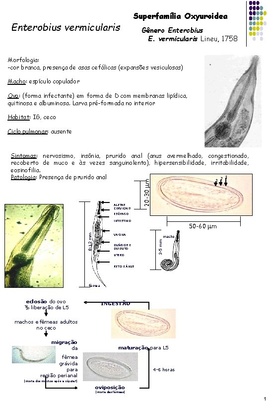 Enterobius vermicularis Superfamília Oxyuroidea Gênero Enterobius E. vermicularis Lineu, 1758 Morfologia: -cor branca, presença