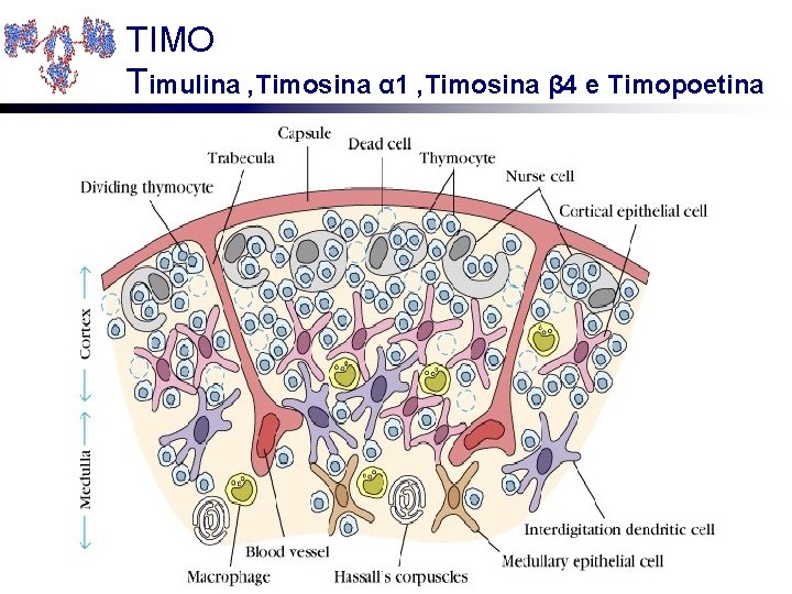 TIMO Timulina , Timosina α 1 , Timosina β 4 e Timopoetina 