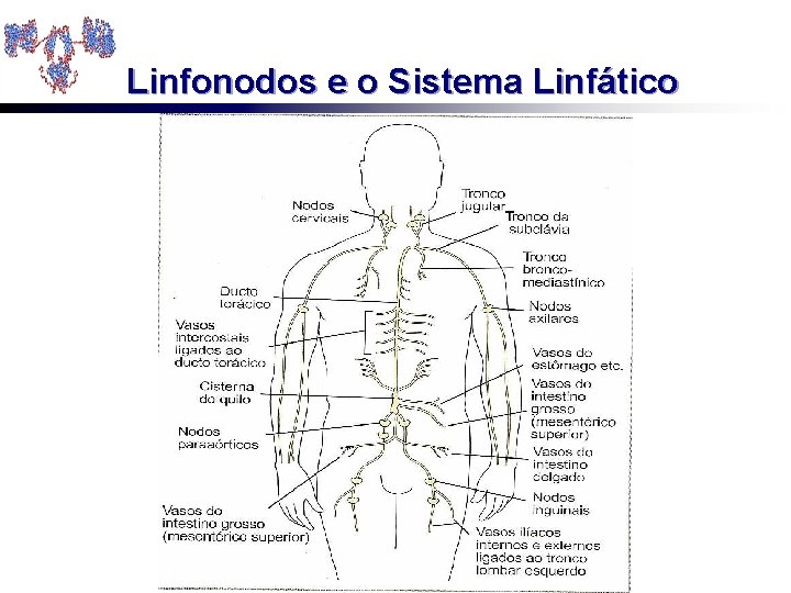 Linfonodos e o Sistema Linfático 