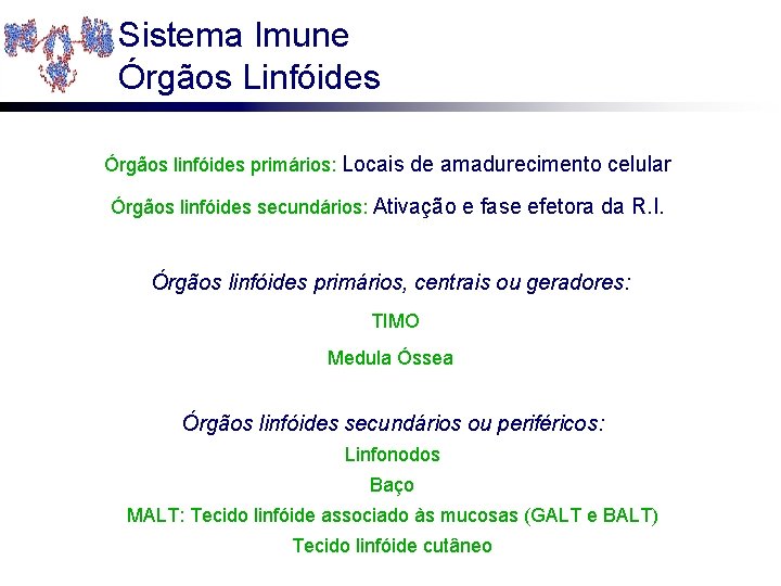 Sistema Imune Órgãos Linfóides Órgãos linfóides primários: Locais de amadurecimento celular Órgãos linfóides secundários: