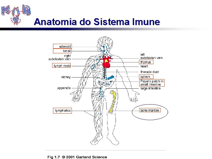 Anatomia do Sistema Imune 