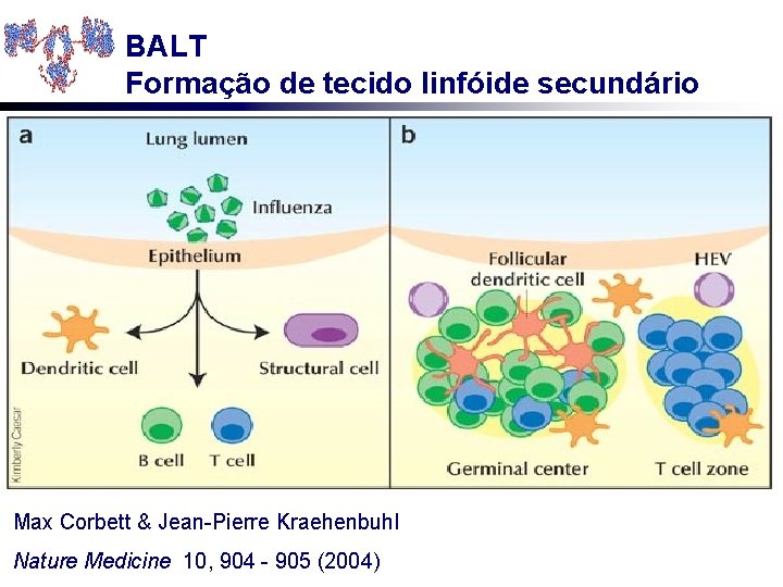 BALT Formação de tecido linfóide secundário Max Corbett & Jean-Pierre Kraehenbuhl Nature Medicine 10,