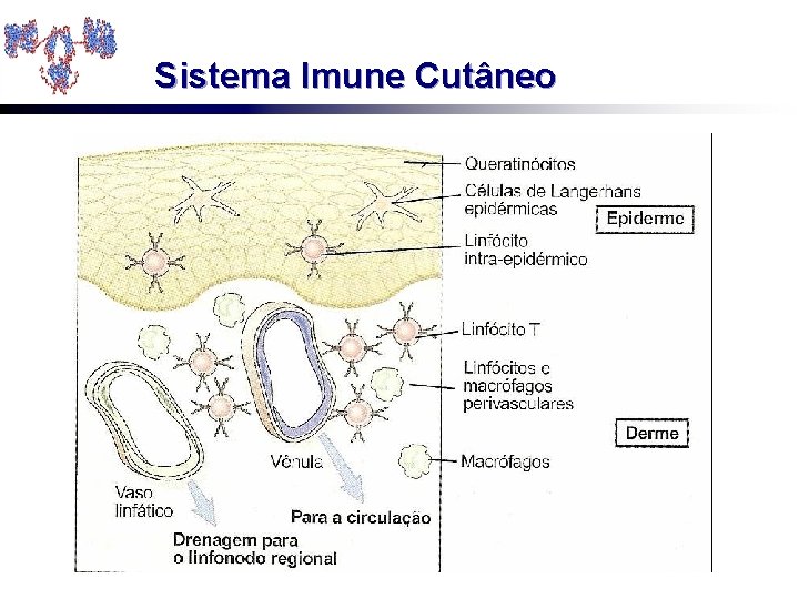 Sistema Imune Cutâneo 