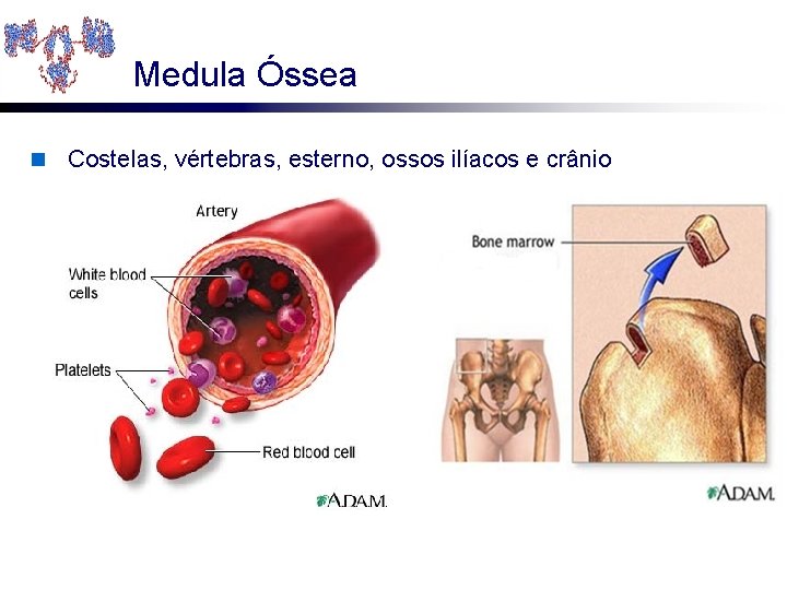 Medula Óssea n Costelas, vértebras, esterno, ossos ilíacos e crânio Reticular espongiforme 