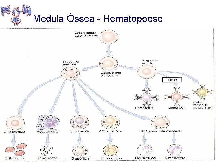 Medula Óssea - Hematopoese 