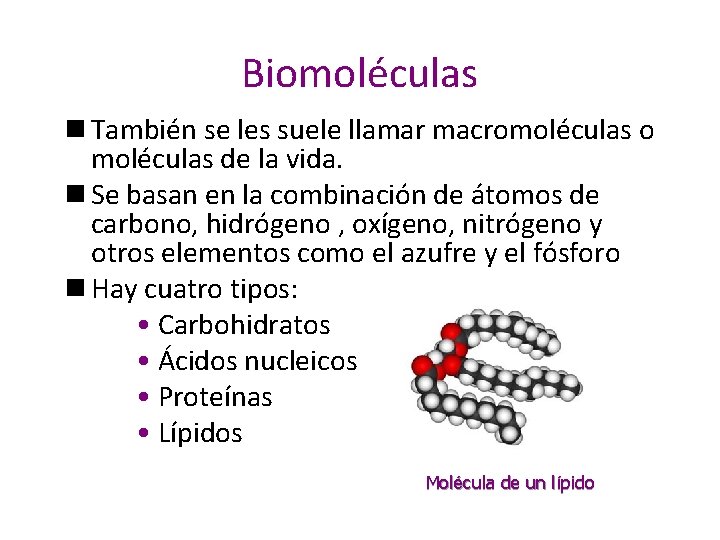 Biomoléculas n También se les suele llamar macromoléculas o moléculas de la vida. n