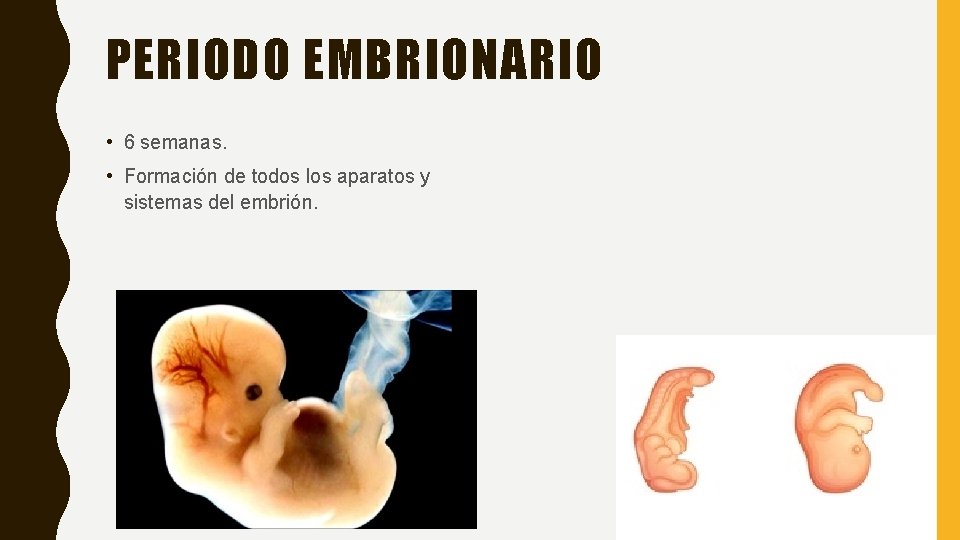 PERIODO EMBRIONARIO • 6 semanas. • Formación de todos los aparatos y sistemas del